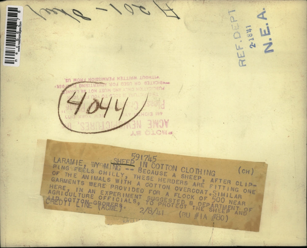 1941 Press Photo Sheep in Cotton Clothing for protection and aid cotton growers