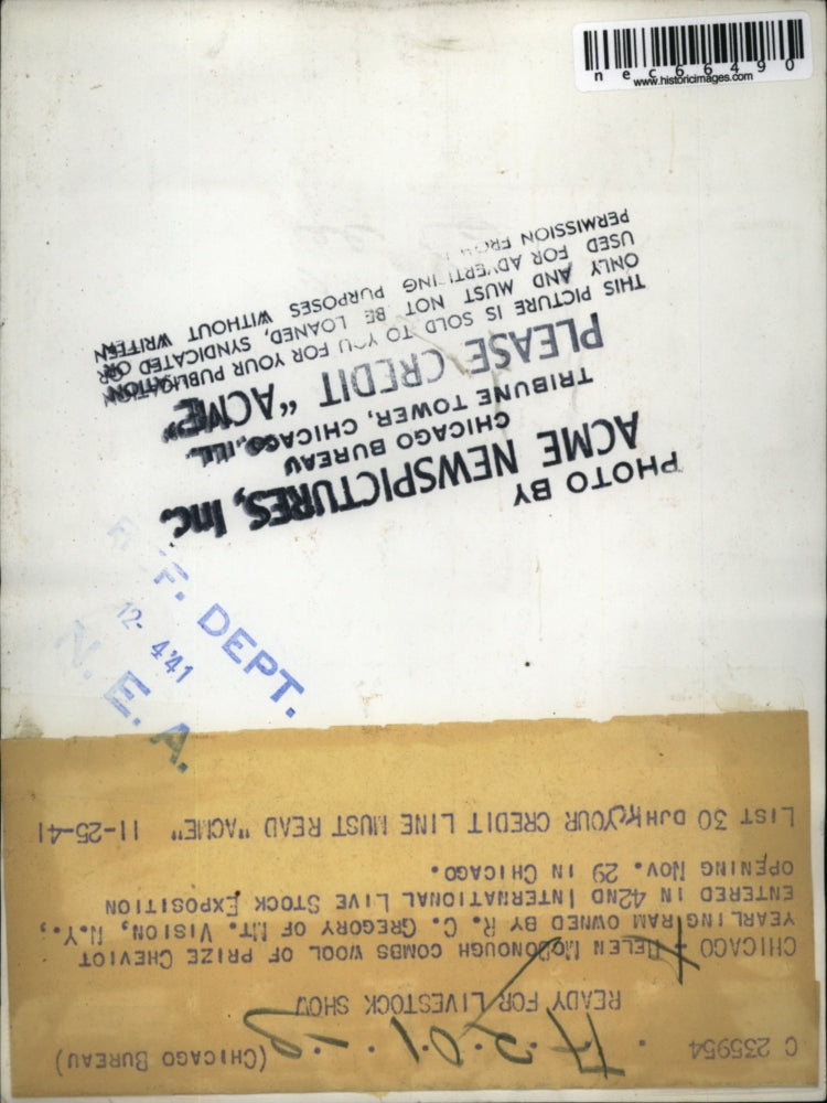 1941 Press Photo Helen McDonough combs wool of Prize Cheviot Yearling ram