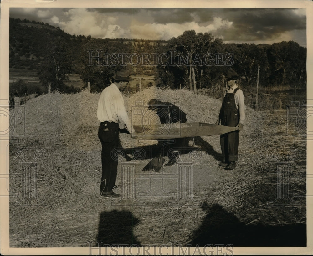 Press Photo Grain being threshed by hand on a farm - nec67169