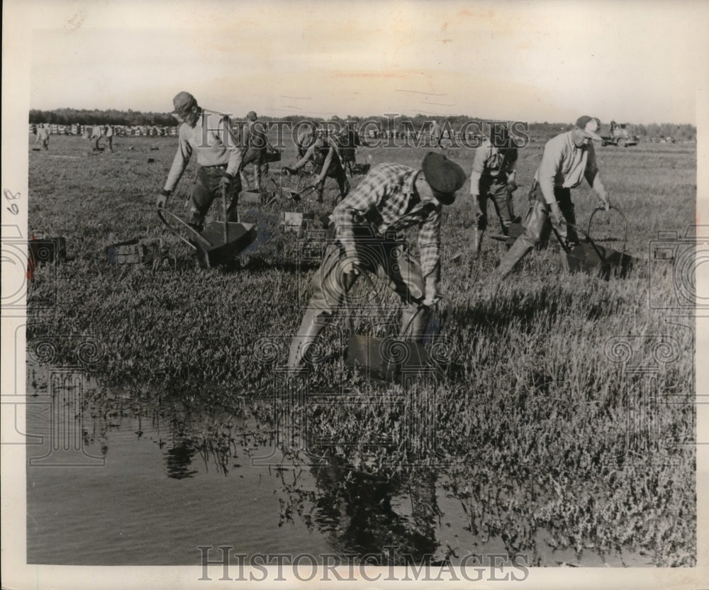 1954 Press Photo Berries raked off the vines by specially made scoops in Wiscons
