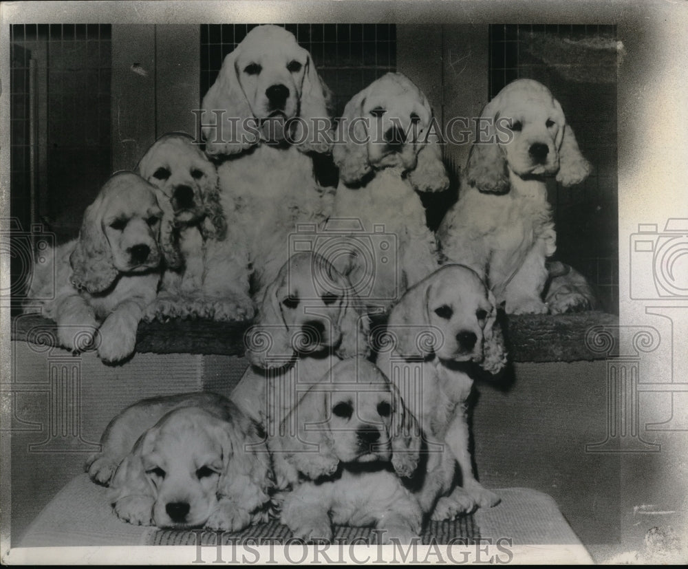 Press Photo A Cocker Spaniel & her puppies at Norbiel kennels