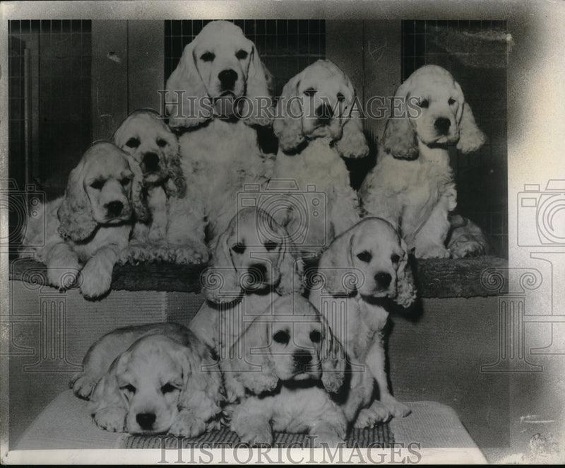 Load image into Gallery viewer, Press Photo A Cocker Spaniel &amp; her puppies at Norbiel kennels
