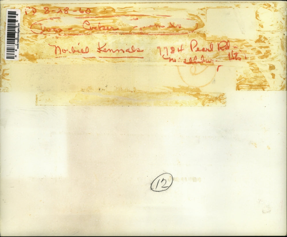 Press Photo A Cocker Spaniel & her puppies at Norbiel kennels