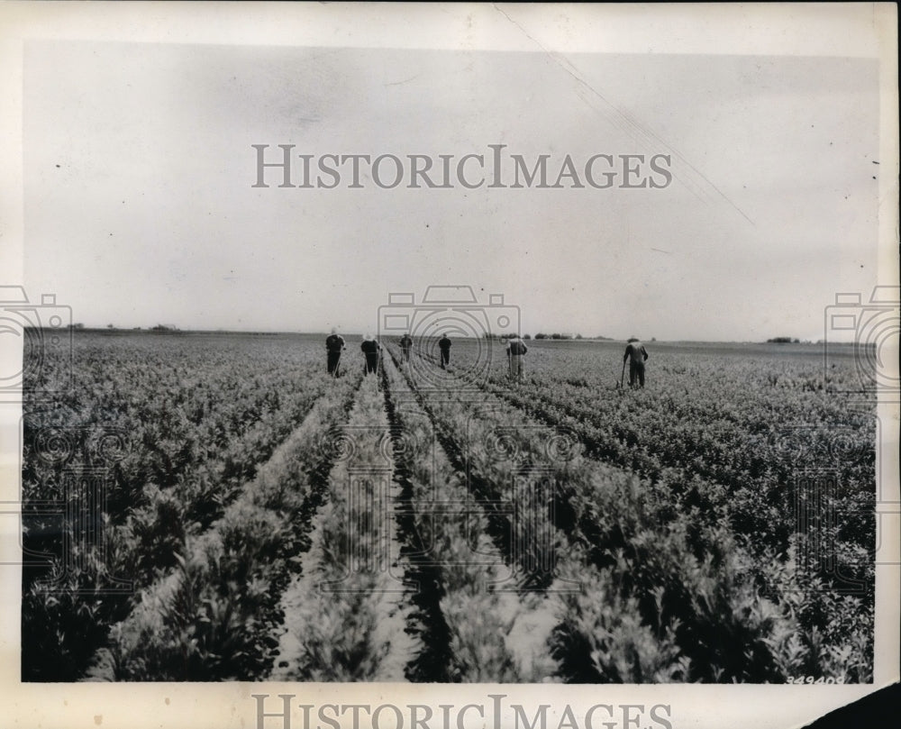 1939 Press Photo Shelterbelt trees developed by Fed Forestry experts in Okalahom