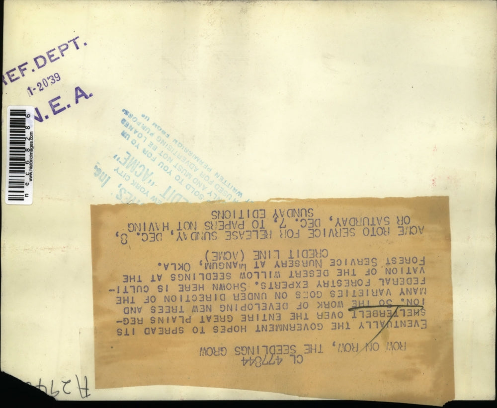 1939 Press Photo Shelterbelt trees developed by Fed Forestry experts in Okalahom