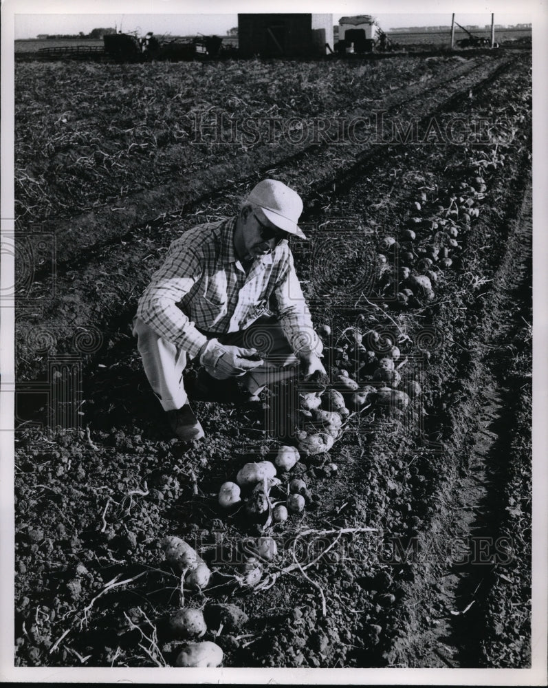 1956 Press Photo Farmer in his potato fields with a bladeless digger