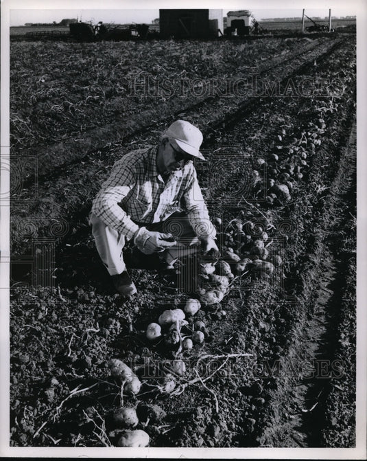 1956 Press Photo Farmer in his potato fields with a bladeless digger