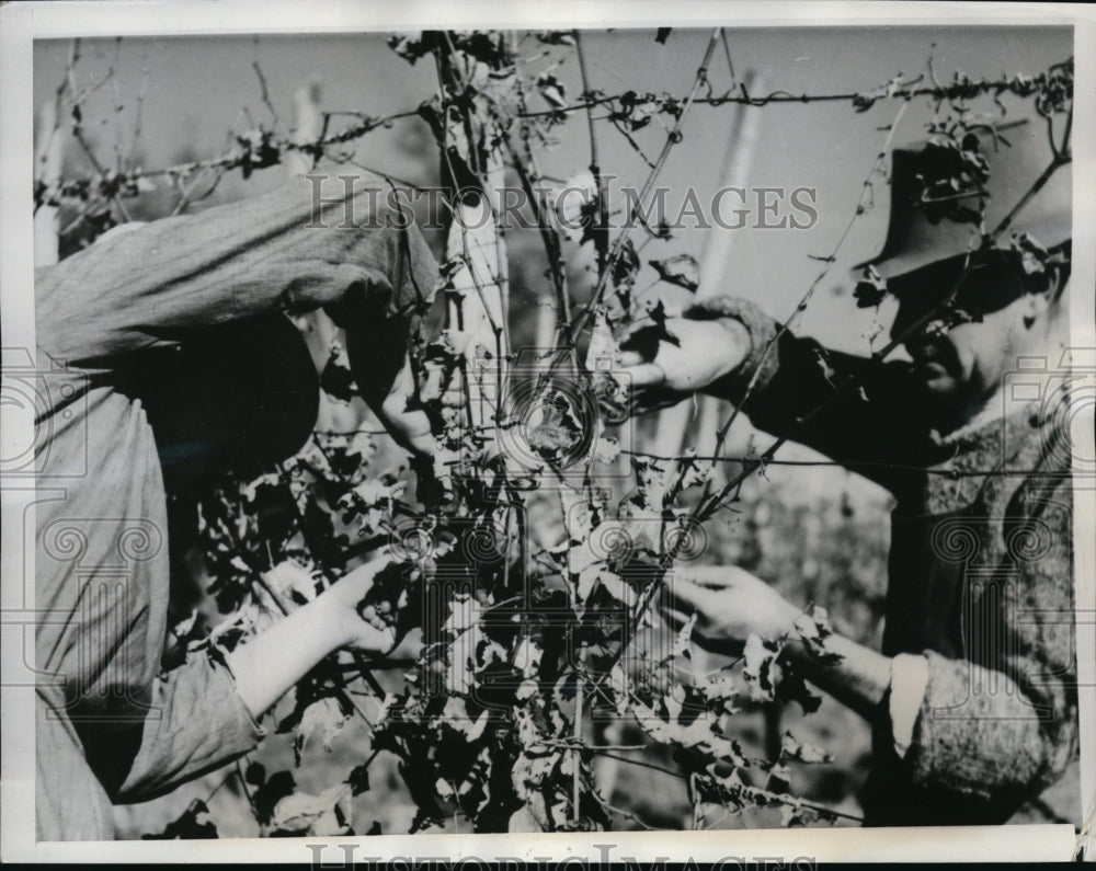 1950 Press Photo Harvester cut the rich grapes from winter-withered vines.