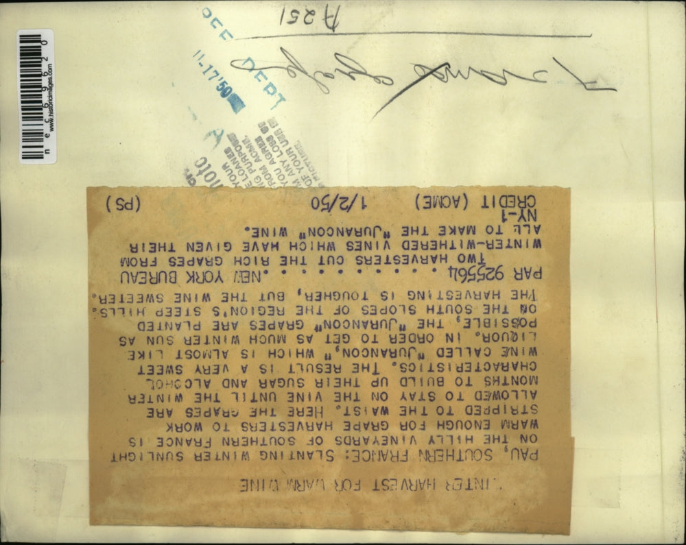 1950 Press Photo Harvester cut the rich grapes from winter-withered vines.