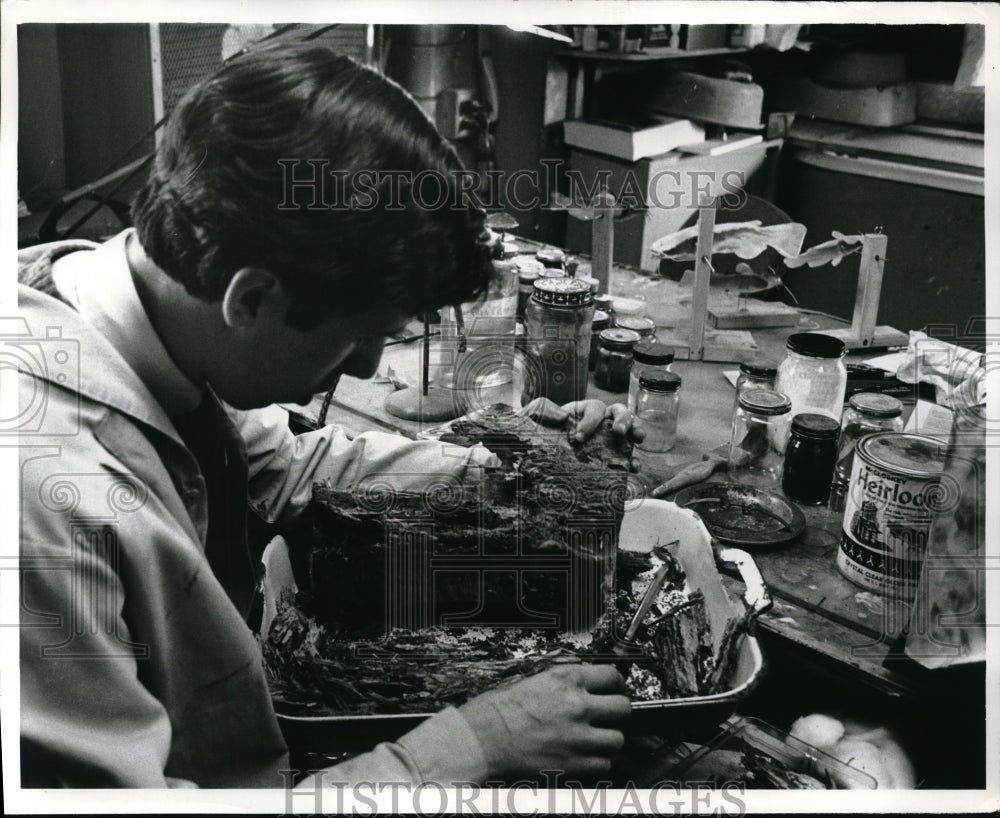 1969 Press Photo Lab Technician Raymond Mendez gently hammers a pine tree log