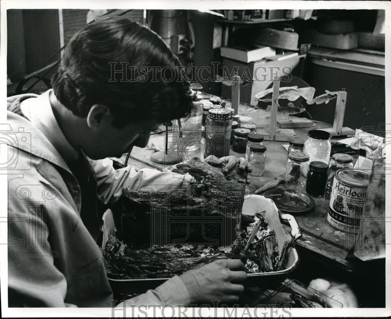 Load image into Gallery viewer, 1969 Press Photo Lab Technician Raymond Mendez gently hammers a pine tree log
