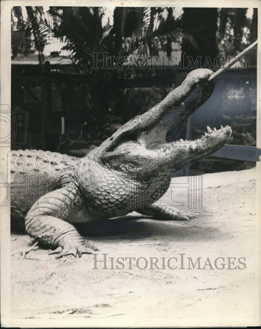 1952 Press Photo Killer Blue Alligator on a Farm - nec70010