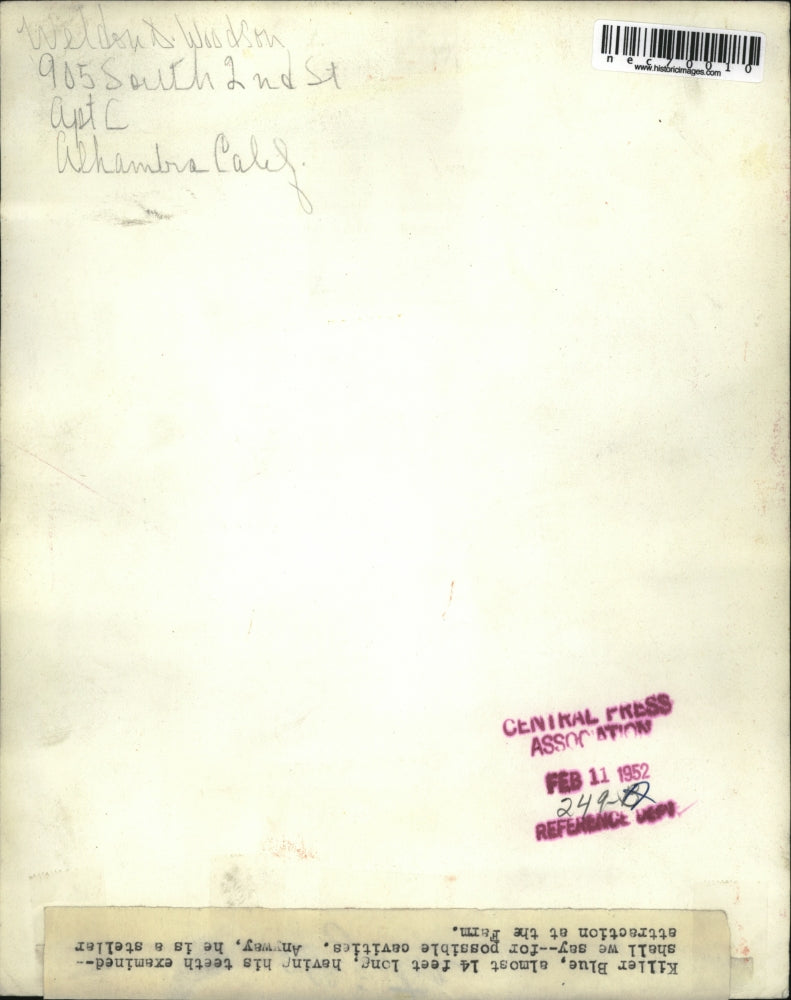 1952 Press Photo Killer Blue Alligator on a Farm - nec70010