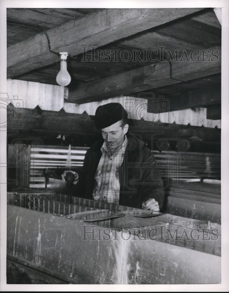 1952 Press Photo Elliott Growe feeding troy on his Paradise ranch- Historic Images