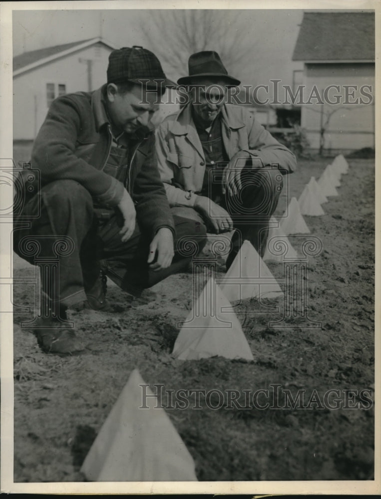 Load image into Gallery viewer, 1943 Press Photo Visalia, Calif Roy Williams, H Perkins &amp; hot caps for tomatoes
