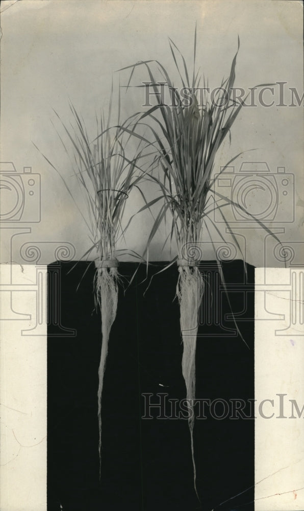 1935 Press Photo Soiless plants grown in different conditions compared