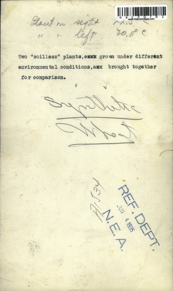 1935 Press Photo Soiless plants grown in different conditions compared