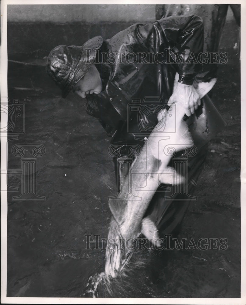 1952 Press Photo King Salmon at Colemna Gish Hatchery in Calif.