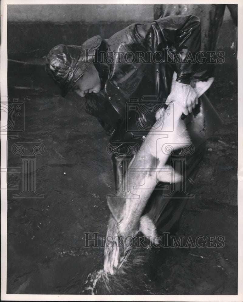 Load image into Gallery viewer, 1952 Press Photo King Salmon at Colemna Gish Hatchery in Calif.
