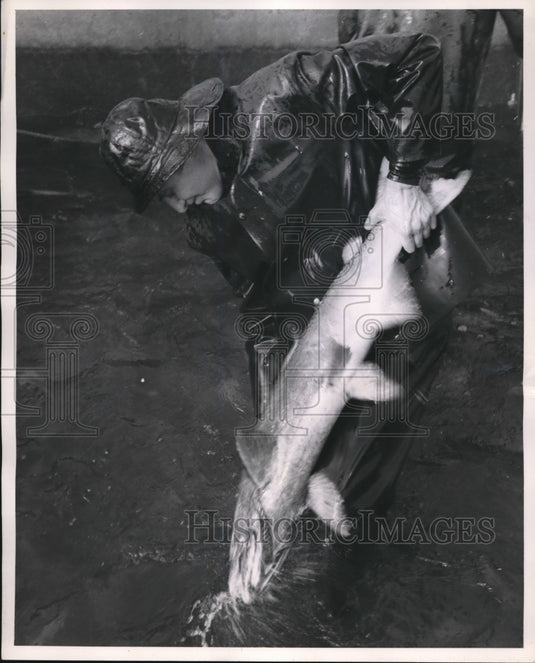 1952 Press Photo King Salmon at Colemna Gish Hatchery in Calif.