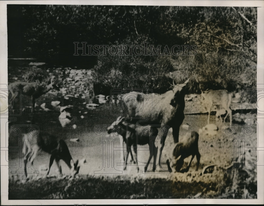 1923 Press Photo camerman for Adolph Zukor films Canadian wildlife for movie