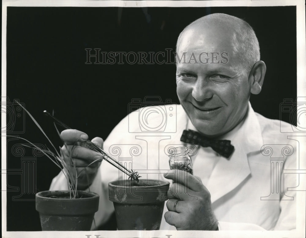 1959 Press Photo Spencer Chemical Co. wild oat plant experiment