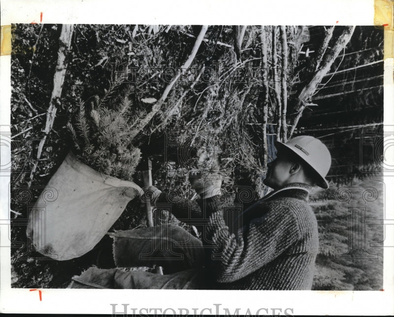 Load image into Gallery viewer, 1972 Press Photo Majority of Weyerhaeuser's 1971 Crop Planted by Hand
