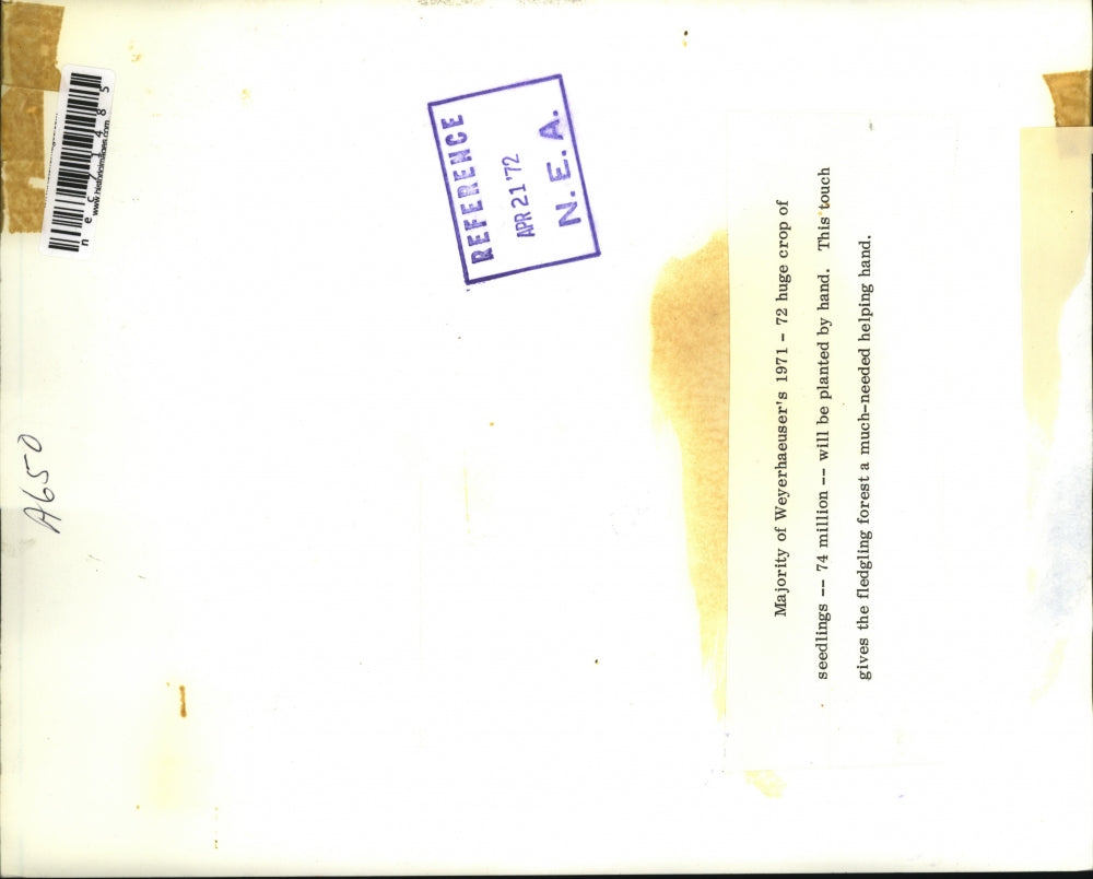 1972 Press Photo Majority of Weyerhaeuser's 1971 Crop Planted by Hand