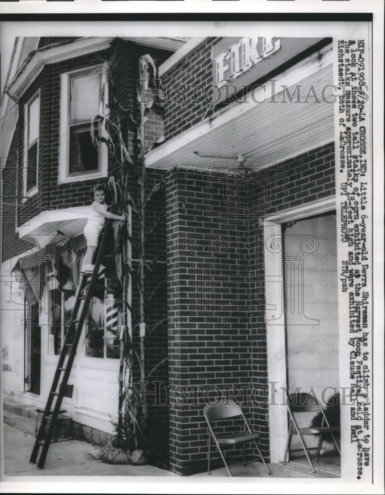 1960 Press Photo La Crossem Ind Dayra Shireman & corn stalks Harvest Moon Fest