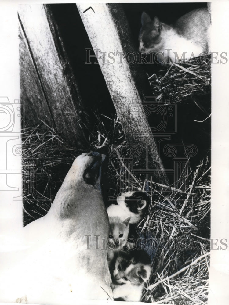 1971 Press Photo chicken and cat are co-moms to kittens, Gratiot, Wis