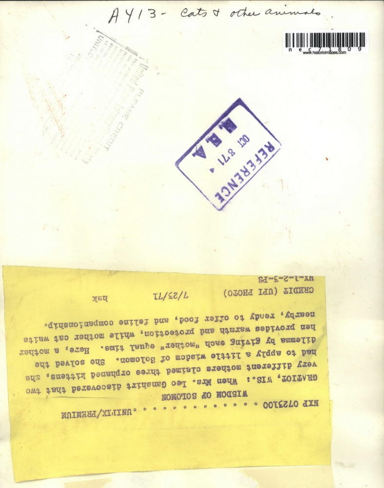 1971 Press Photo chicken and cat are co-moms to kittens, Gratiot, Wis