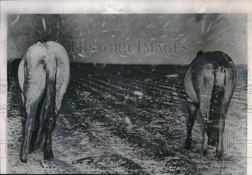 1953 Press Photo Texas , horses stand facing into hih=gh winds - nec71934