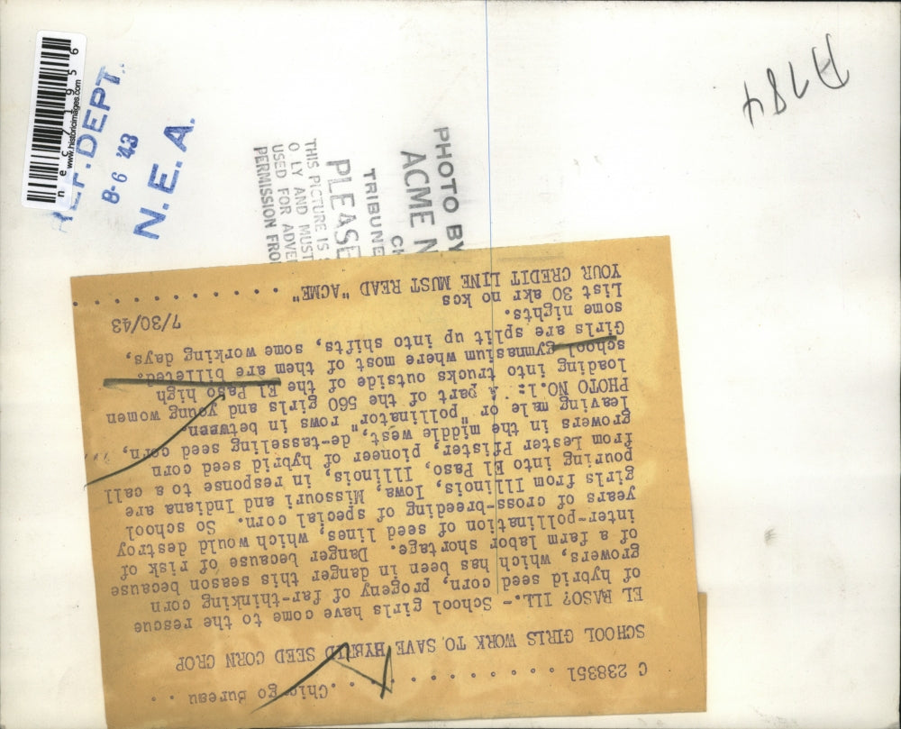 1943 Press Photo School Girls Work to Save Hybrid Seed Corn Crop in El Paso