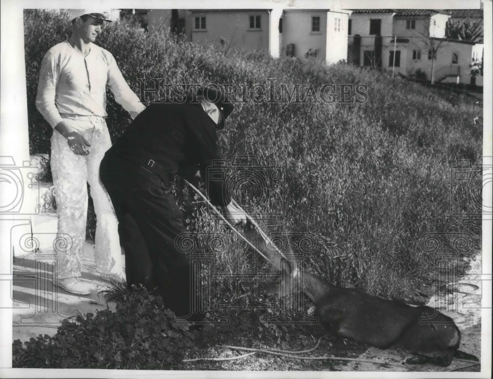 Press Photo Humane officer Paul Williams with doe killed when hit by car