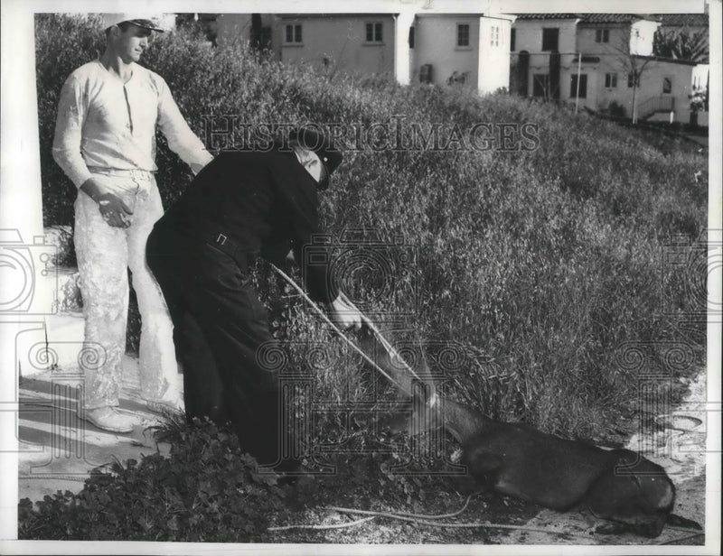 Load image into Gallery viewer, Press Photo Humane officer Paul Williams with doe killed when hit by car
