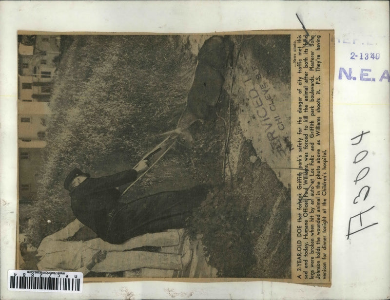 Load image into Gallery viewer, Press Photo Humane officer Paul Williams with doe killed when hit by car

