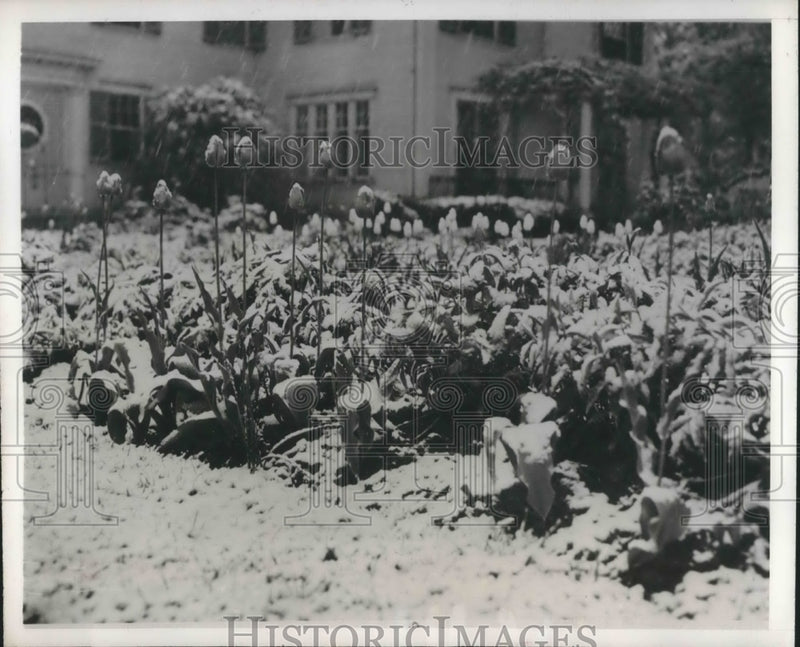 Load image into Gallery viewer, 1945 Press Photo Pittsfield, Mass Tulips at Music School garden
