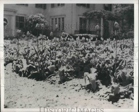 1945 Press Photo Pittsfield, Mass Tulips at Music School garden