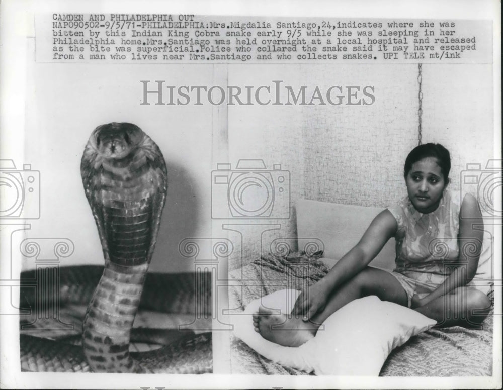 1971 Press Photo Philadelphia, Pa Mrs Migdalia Santiago & King cobra bit her
