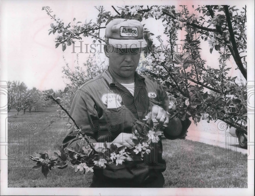 Press Photo Dick West with blooming trees at West Orchards in Cleveland