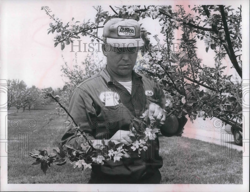 Load image into Gallery viewer, Press Photo Dick West with blooming trees at West Orchards in Cleveland
