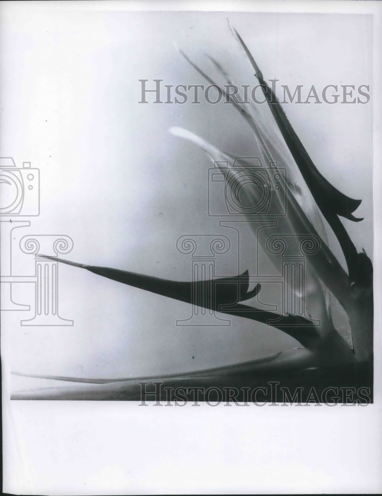1959 Press Photo Bird of Paradise flower in a close up view