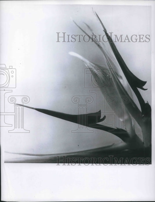 1959 Press Photo Bird of Paradise flower in a close up view