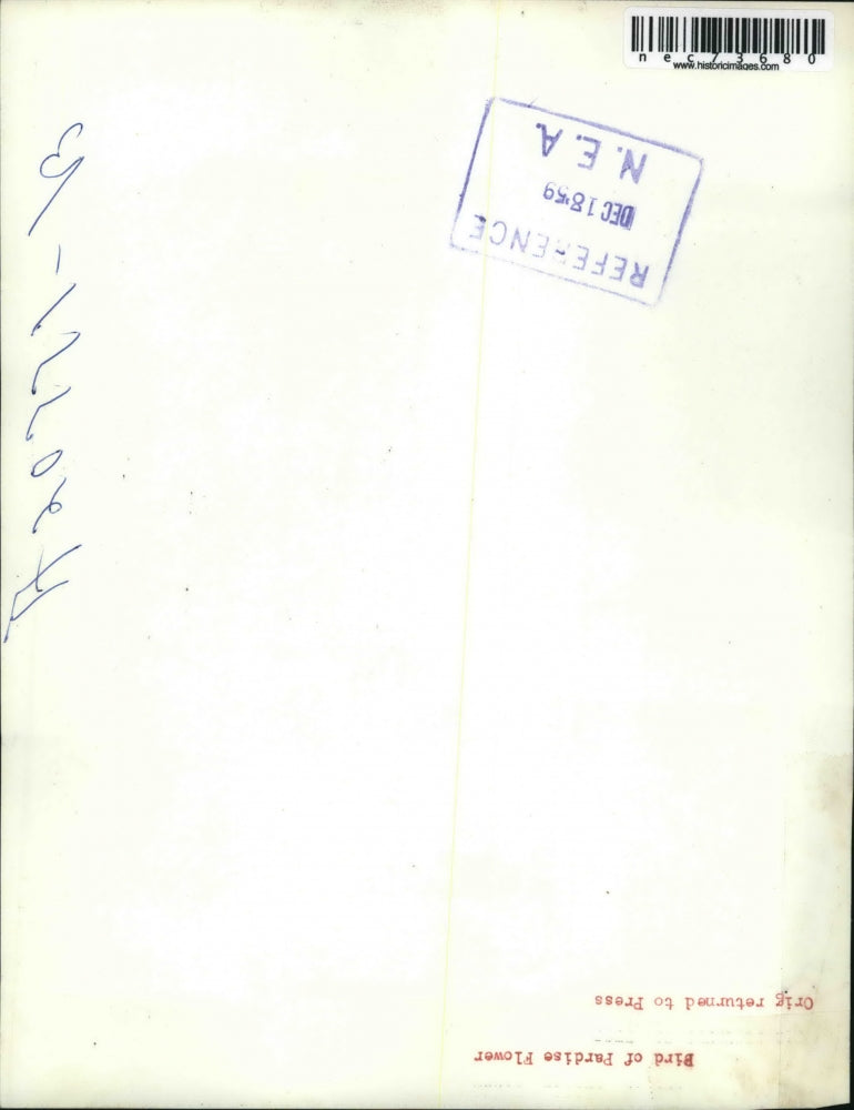 1959 Press Photo Bird of Paradise flower in a close up view