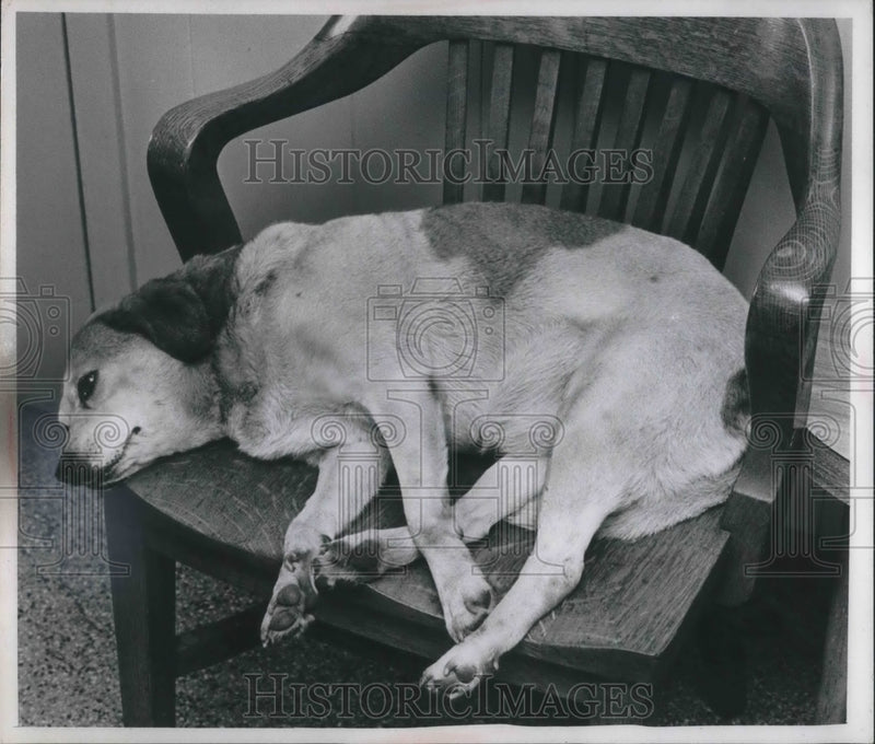 Load image into Gallery viewer, 1968 Press Photo Penny the dog resident at Cleveland City Dog kennel
