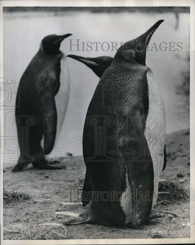 1959 Press Photo Penguins at Whipsnade zoo in England