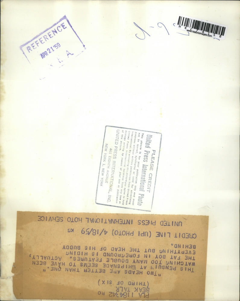 1959 Press Photo Penguins at Whipsnade zoo in England