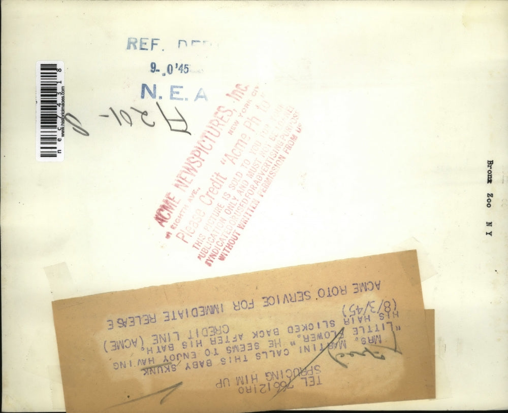 1945 Press Photo Mrs Fred Martini with a baby skunk as a pet