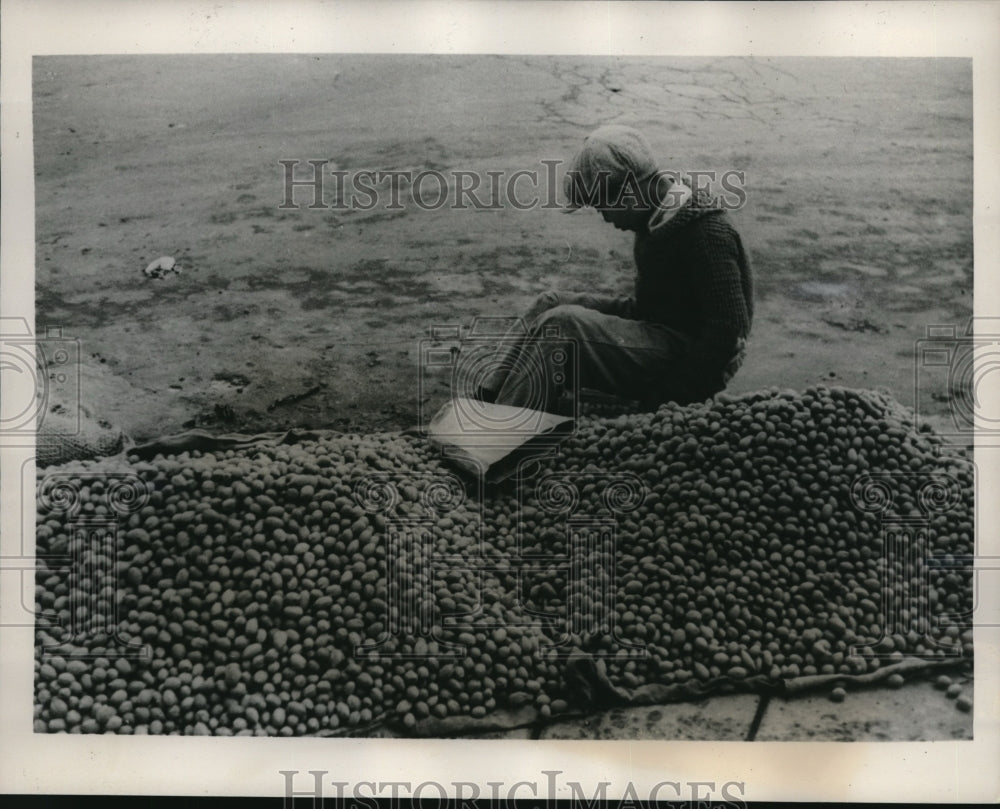 1940 Press Photo A lad pedaling pecansd by roadside