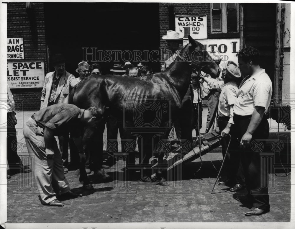 1943 Press Photo A horse &amp; a group of traders examine it- Historic Images